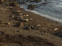 a grassy field by the shore and a cliff with rocks in the ocean in the background