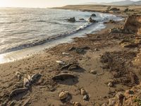 a grassy field by the shore and a cliff with rocks in the ocean in the background