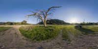 a view of an empty road from the grass field near a tree that is bare