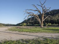 a large tree sitting on top of a dirt field next to a green field of grass