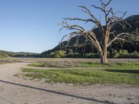 a large tree sitting on top of a dirt field next to a green field of grass