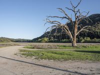 a large tree sitting on top of a dirt field next to a green field of grass