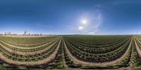 there is a sun shining in the distance over this crop land by a truck in this panorama