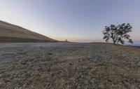 a lone tree in the middle of a grassy field with trees on one side, and a hill to the other