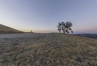 a lone tree in the middle of a grassy field with trees on one side, and a hill to the other