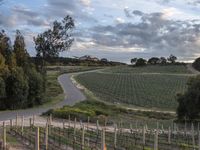 road that runs between rows of grape vines and a winery in the distance, with farm buildings and many trees at their feet