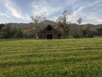 a barn in grassy area with mountains in the background on a sunny day in california