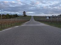 California Dawn: Rural Landscape Road