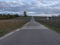 California Dawn: Rural Landscape Road