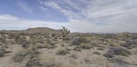 desert area in the middle of a desert area with a person walking across the field and several bushes on the ground