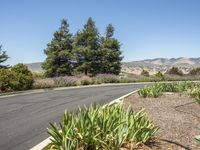 A Day in California: Clear Sky, Grass, and Trees