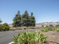 A Day in California: Clear Sky, Grass, and Trees