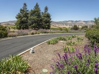 A Day in California: Clear Sky, Grass, and Trees