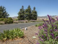 A Day in California: Clear Sky, Grass, and Trees