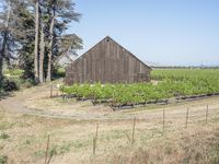 the old barn was used to create a vineyard at the base of the grapevine