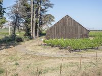 the old barn was used to create a vineyard at the base of the grapevine