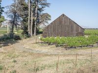 the old barn was used to create a vineyard at the base of the grapevine