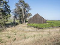 the old barn was used to create a vineyard at the base of the grapevine