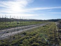 A Day in California: Dirt Road Amidst Natural Landscape