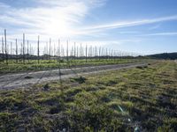 A Day in California: Dirt Road Amidst Natural Landscape