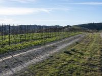 A Day in California: Dirt Road Amidst Natural Landscape