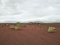 three small green plants grow in the red sand near mountains and grass, while gray clouds hovers overhead