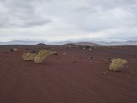 three small green plants grow in the red sand near mountains and grass, while gray clouds hovers overhead