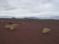 three small green plants grow in the red sand near mountains and grass, while gray clouds hovers overhead