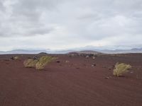 three small green plants grow in the red sand near mountains and grass, while gray clouds hovers overhead