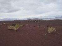 three small green plants grow in the red sand near mountains and grass, while gray clouds hovers overhead