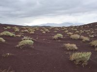 three small green plants grow in the red sand near mountains and grass, while gray clouds hovers overhead