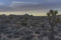 California Desert at Dawn: A Natural Landscape