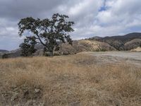 a lone tree sits in the middle of dry grass near a mountain area with no leaves on it