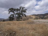 a lone tree sits in the middle of dry grass near a mountain area with no leaves on it