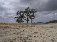 the lone tree sits on the barren land under the cloudy sky at an overlook overlooking a hill