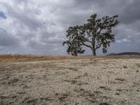 the lone tree sits on the barren land under the cloudy sky at an overlook overlooking a hill