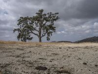 the lone tree sits on the barren land under the cloudy sky at an overlook overlooking a hill