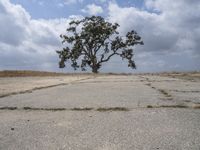 a lone tree stands on the empty surface of an abandoned parking lot near the sea