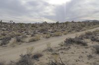 California Desert Landscape: A Road Trip Adventure