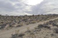 California Desert Landscape: A Road Trip Adventure