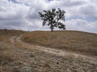 a large tree on top of a hill surrounded by a dry grass field with a dirt road