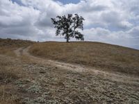 a large tree on top of a hill surrounded by a dry grass field with a dirt road