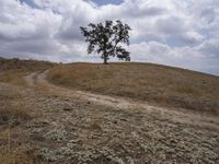 a large tree on top of a hill surrounded by a dry grass field with a dirt road