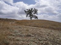 a large tree on top of a hill surrounded by a dry grass field with a dirt road