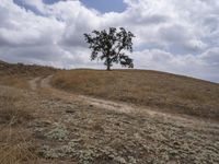 a large tree on top of a hill surrounded by a dry grass field with a dirt road