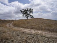 a large tree on top of a hill surrounded by a dry grass field with a dirt road