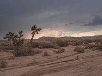 California Desert Offroad Track: Rugged Landscape 001