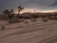 California Desert Offroad Track: Rugged Landscape 002