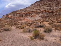 a barren landscape with rock cliffs in the background, and bushes and grass growing in foreground