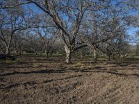 trees without leaves in dirt field with blue sky in background in the late afternoon in california